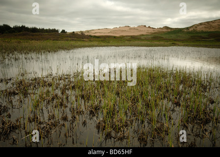 Greenwich Sanddünen, Prince-Edward-Insel Stockfoto