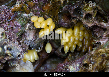 Hund Wellhornschnecke Eiern Nucella Lapilli in einem Rock Pool cornwall Stockfoto