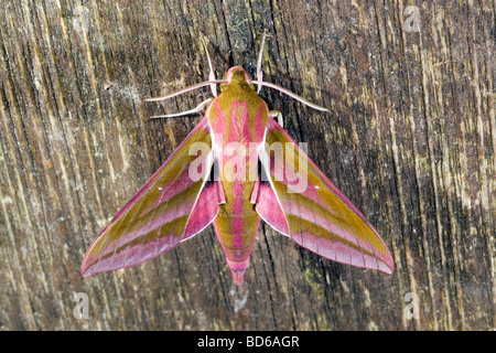 Elefant Hawkmoth Deilephila elpenor Stockfoto