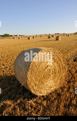 Bereich der frisch hergestellte Runde Heuballen, in der Nähe von Sandwich. Kent, England, Vereinigtes Königreich Stockfoto