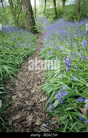 Gemeinsamen Glockenblumen Hyacinthoides non-scripta Stockfoto