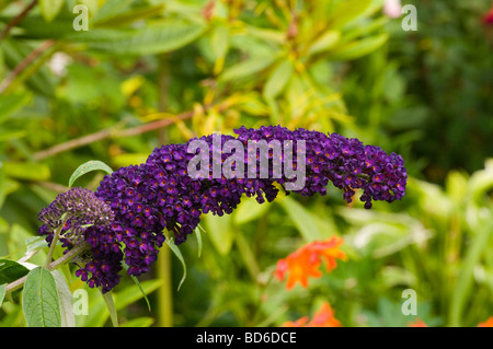 Blühende Spike ein Buddleja Davidii Black Knight Sommerflieder Stockfoto