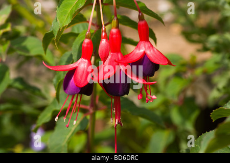 Rot und lila Fuchsia fehlt Stockfoto