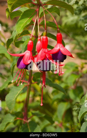 Rot und lila Fuchsia fehlt Stockfoto