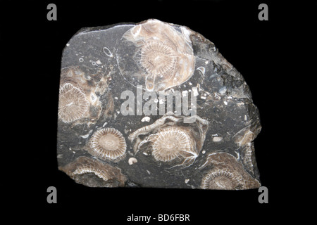 Fossilen koloniale Koralle Lonsdaleia Stockfoto