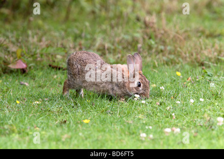 Junge Kaninchen - Oryctolagus Cuniculus Nibbeln Grass Stockfoto