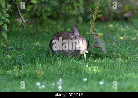 Kaninchen - Oryctolagus Cuniculus Essen ein Dock-Blatt Stockfoto