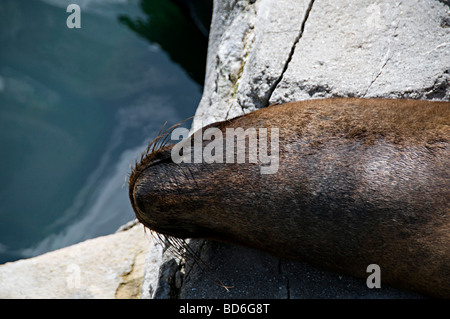 Seal Sanctuary Gweek Cornwall und geretteten Dichtungen Stockfoto