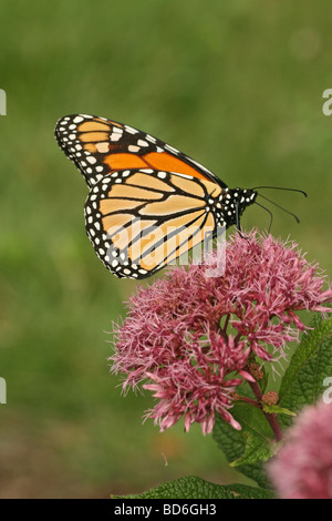 Monarchfalter auf Joe-Pye-weed Stockfoto