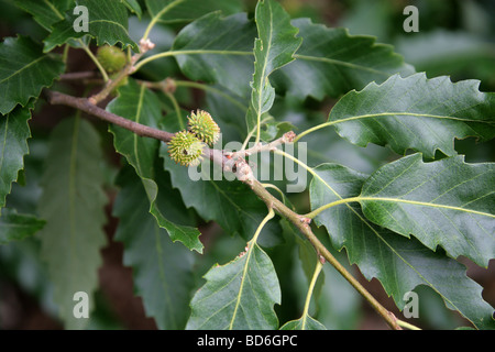 Kastanien-leaved Baum Eichenlaub, Quercus Castaneifolia, Fagaceae, Kaukasus und Iran. Stockfoto