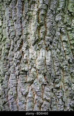 Mazedonische Eiche Baum Rinde, Quercus Trojana Syn f. Macedonicus, Fagaceae, Süd-Ost-Europa. Stockfoto