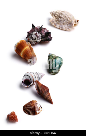 Auswahl von Muscheln Stockfoto