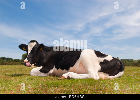 Eine Fresian Kuh in der Landschaft von Suffolk in Großbritannien Stockfoto