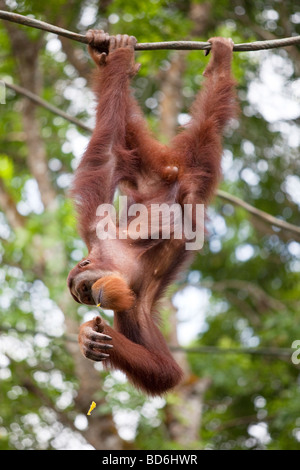 Porträt von einem Orang-Utan an einem Baum hängen Stockfoto