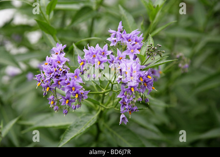 Chilenische Kartoffelvine, chilenischer Nachtschatten oder chilenischer Kartoffelbaum (oder oft nur Kartoffelrebe), Solanum crispum, Solanaceen. Chile, Südamerika Stockfoto