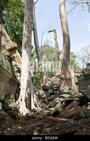 TA Promh-Tempel in Angkor, Kambodscha mit Baumwurzeln überwachsen Stockfoto