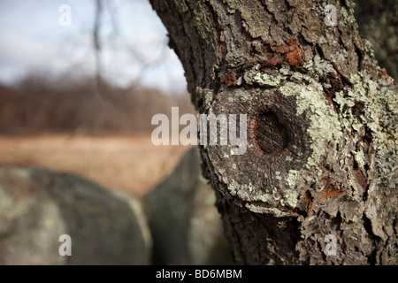 Alten Haken auf den älteren Baum Frühjahr Landschaften Stockfoto