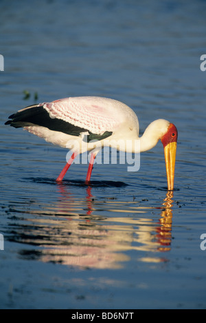 Gelb-billed Stork (Mycteria Ibis) Fütterung im saisonalen Pool, Okavango Delta, Botswana Stockfoto