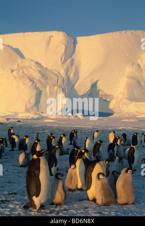 Kaiserpinguine (Aptenodytes Forsteri) Erwachsene und Jugendliche, Atka Bay Antarctica Stockfoto