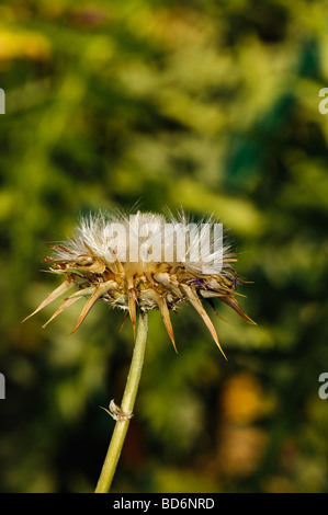 Thistledown auf Milch-Distel-Anlage Stockfoto