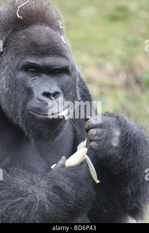 Ein glücklich Gorilla eine Banane essen Stockfoto