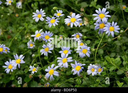 Blue Daisy oder Blue Marguerite, Felicia Amelloides Syn F. Aethiopica, Asteraceae, Südafrika Stockfoto