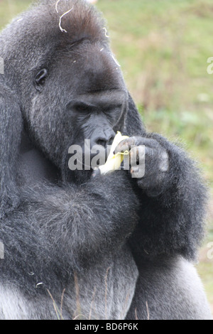 Ein Gorilla, Essen Stockfoto