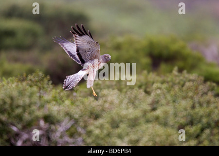 Northern Harrier Circus Cyaneus Hudsonius im Flug Stockfoto
