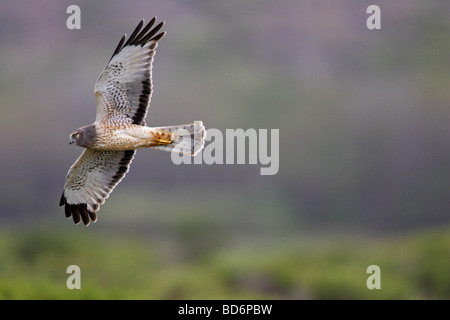 Northern Harrier Circus Cyaneus Hudsonius im Flug Stockfoto