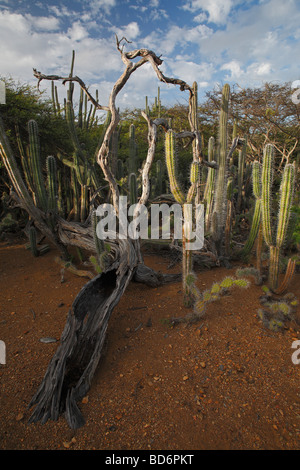 Kaktus-Dickicht einschließlich Kerze Kaktus Ritterocereus früh und Prickly Pear Cactus Opuntia wentiana Stockfoto