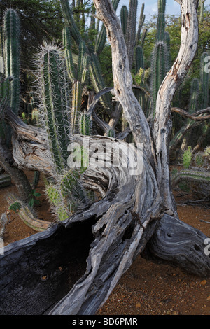 Kaktus-Dickicht einschließlich Kerze Kaktus Ritterocereus früh und Prickly Pear Cactus Opuntia wentiana Stockfoto