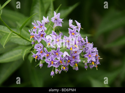 Chilenische Kartoffelvine, chilenischer Nachtschatten oder chilenischer Kartoffelbaum (oder oft nur Kartoffelrebe), Solanum crispum, Solanaceen. Chile, Südamerika. Stockfoto