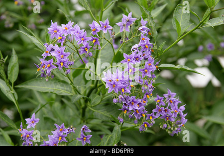 Chilenische Kartoffelvine, chilenischer Nachtschatten oder chilenischer Kartoffelbaum (oder oft nur Kartoffelrebe), Solanum crispum, Solanaceen. Chile, Südamerika. Stockfoto