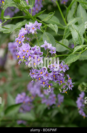 Chilenische Kartoffelvine, chilenischer Nachtschatten oder chilenischer Kartoffelbaum (oder oft nur Kartoffelrebe), Solanum crispum, Solanaceen. Chile, Südamerika. Stockfoto