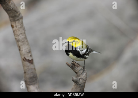 Schwarz throated grün Wabrler Dendroica Virens Virens männlich in der Zucht Gefieder Migrationshintergrund Frühling s New York Central Park Stockfoto