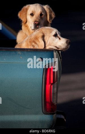 Zwei Golden Retriever auf der Rückseite eines Autos Stockfoto