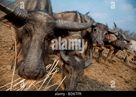 eine Herde Büffel im Norden von Thailand Stockfoto