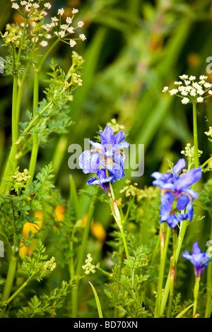 Sibirische Iris (Iris Sibirica) Blumen Stockfoto