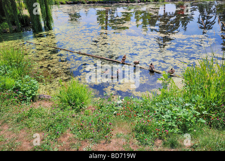 Enten in einer Reihe. Stockfoto