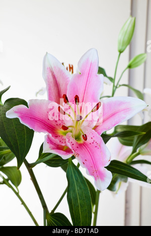 Stargazer Lilie Lilium (Liliaceae) Stockfoto