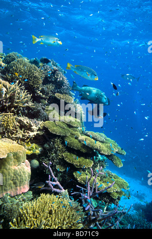 Coral Reef Stockfoto