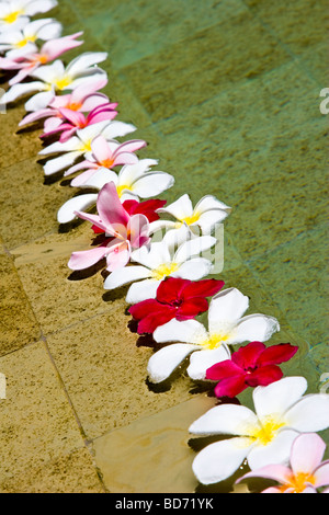 Frangipani Blüten (Plumeria Rubra) Stockfoto