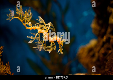 Grünen Fetzenfisch (Phycodurus Eques), Aquarium Barcelona, Katalonien, Spanien, Europa Stockfoto