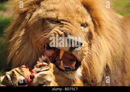 Männliche Löwen Essen Stockfoto