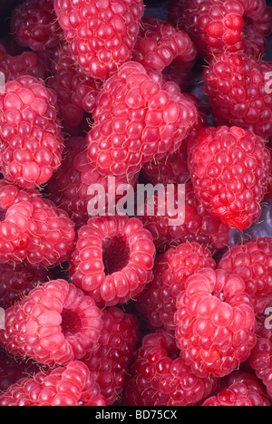 Close up of raspberries Stockfoto