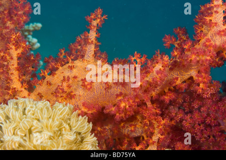 Winkenden Hand Coral (Anthelia sp.) Stockfoto