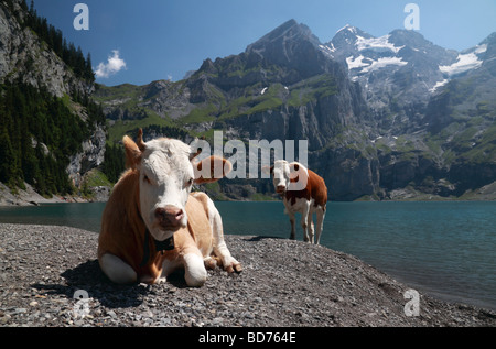 Kühe am Ufer des Sees Oeschinensee, Berner Alpen, Schweiz Stockfoto