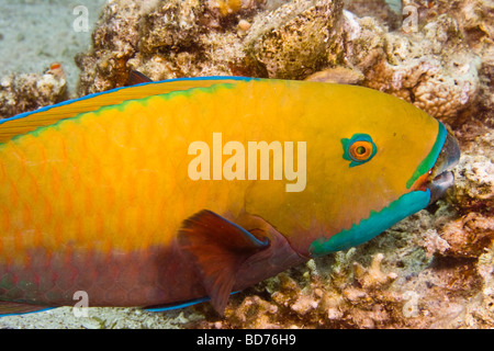 Rostige Papageifisch (Scarus Ferrugineus) Stockfoto