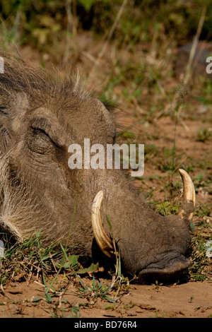 Warzenschwein (Phacochoerus Africanus). Warzenschwein genießen eine Mitte Nachmittag Schlammbad. Hluhluwe-Imfolozi Game Reserve, Südafrika. Stockfoto