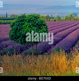 Lavendelfelder in der Provence Südfrankreich Stockfoto